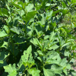 Anyara, (Afufa, Obe-Igba)