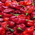 Cameroon Pepper Red