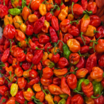 Caroline Rapper Pepper