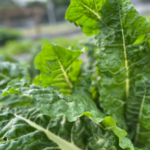 Chard Greens