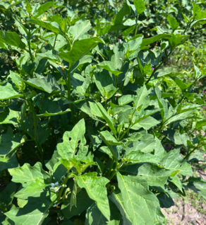 Shop Primary Image Shop Primary Image