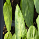 Garden Eggs Seedings