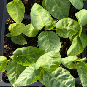 Shop Primary Image Shop Primary Image